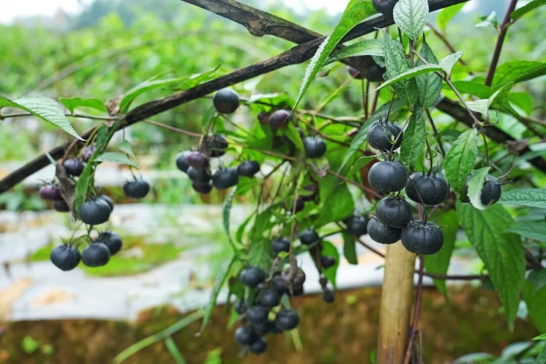 /website-webapp/ewebeditor/uploadfile/1