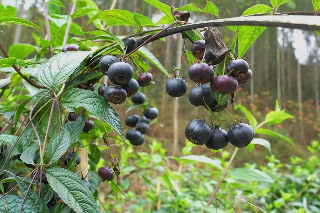 /website-webapp/ewebeditor/uploadfile/2